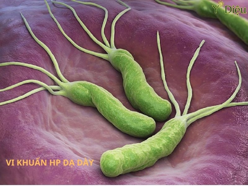 Vi khuẩn HP có thể hoạt động dễ dàng trong dạ dày gây ra những tổn thương cho dạ dày